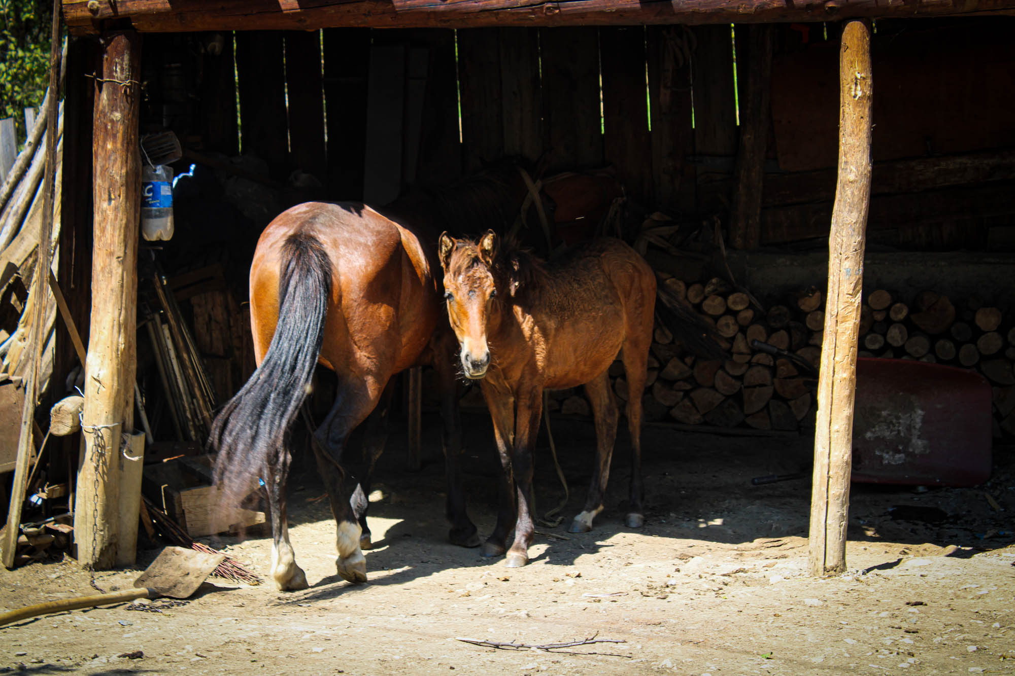 Horses in Latali