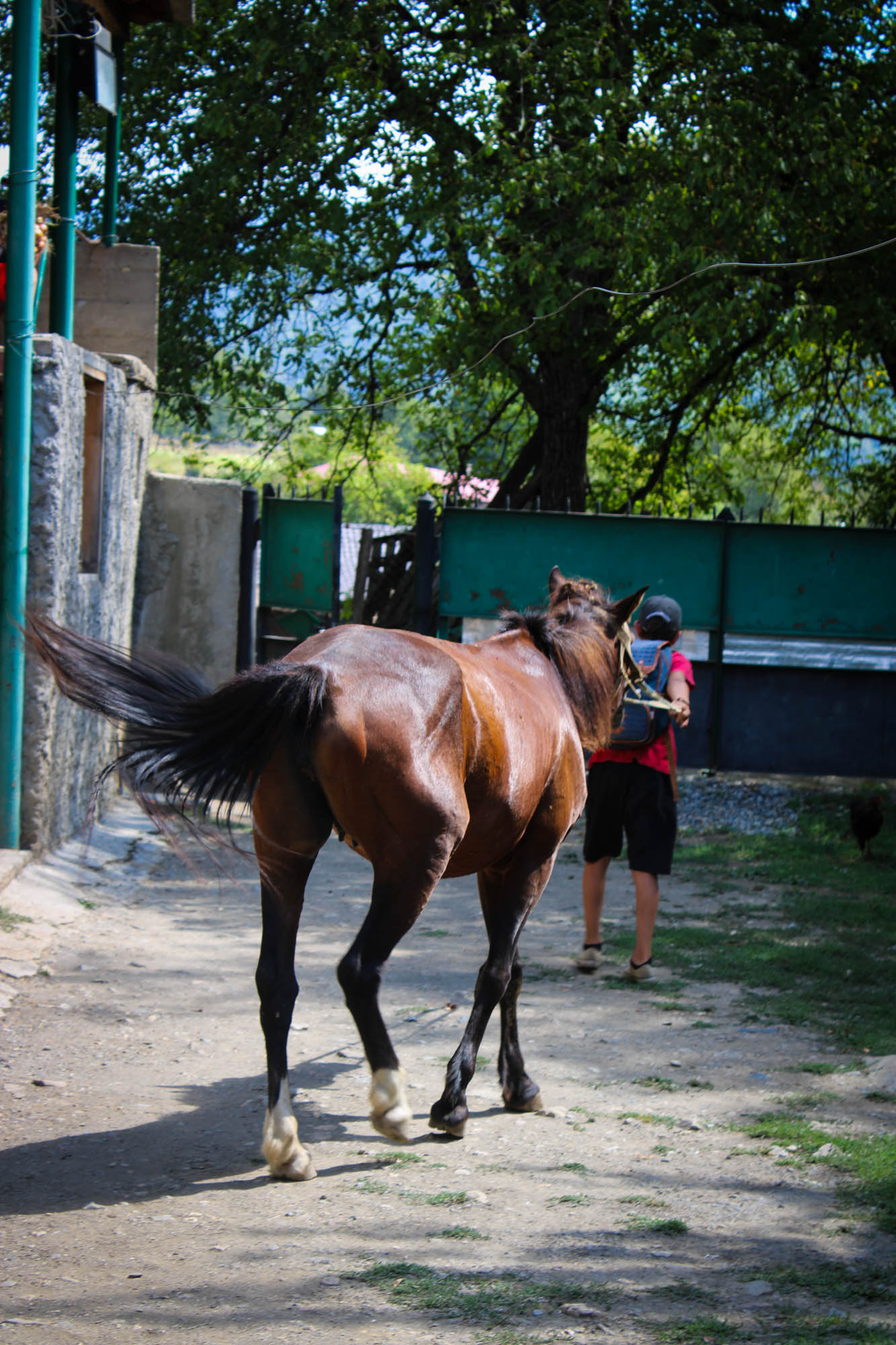Horses in Latali