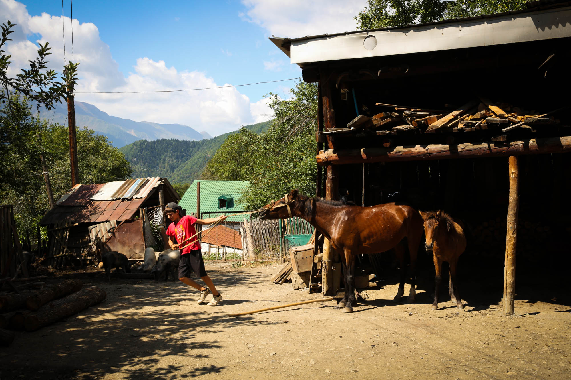 Horses in Latali